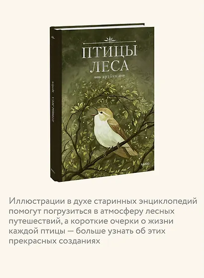 Птицы леса. Артбук - фото 6