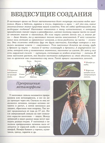 Насекомые - фото 4