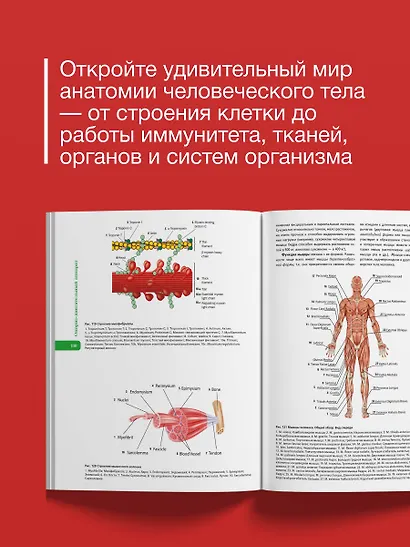 Атлас анатомии человека. Русско-латинско-английское издание - фото 5