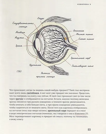 В моей голове. Как устроен мозг и зачем он нам нужен - фото 7