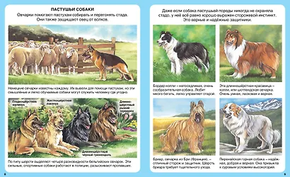 Домашние питомцы - фото 4