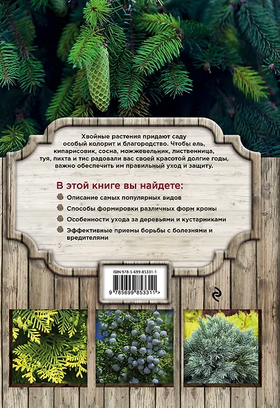 Красивые хвойные для вашего сада - фото 2