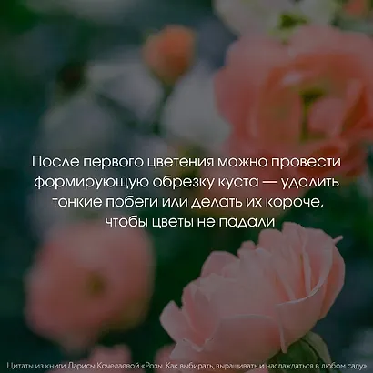 Розы. Как выбирать, выращивать и наслаждаться в любом саду - фото 10