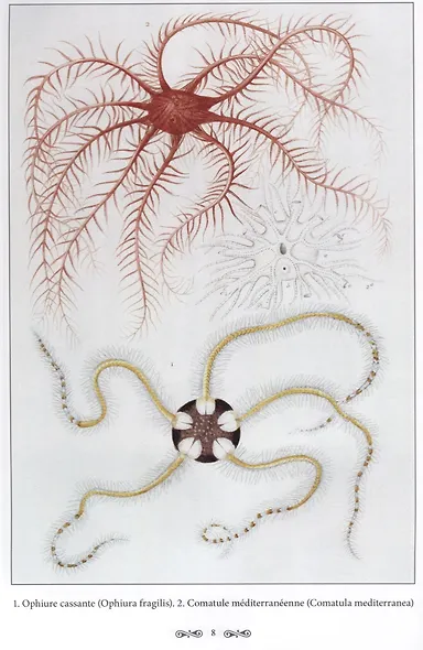 Ж. Л. Кювье. Царство животных. Лучистые - фото 5