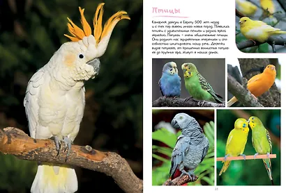 Моя большая книга о животных - фото 10