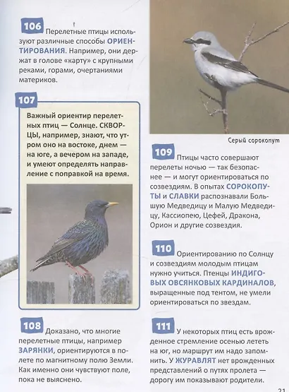 Птицы. Энциклопедия российского школьника - фото 5