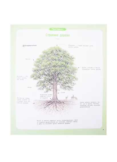 Деревья и кустарники - фото 5