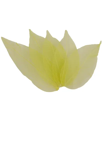 Листья скелетированные в ОРР с подвесом, 5 шт, 7 см, зеленые - фото 1