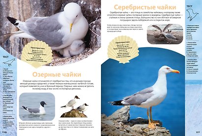 Животные морей и океанов. Большая школьная энциклопедия - фото 5