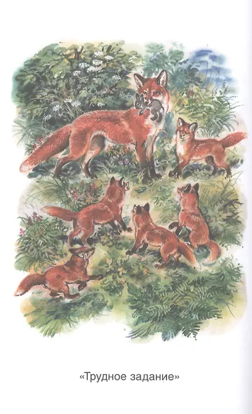 Рассказы о природе - фото 3