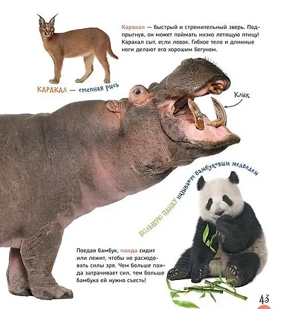 Удивительные животные (Первая энциклопедия) - фото 5