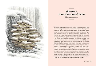 Грибы: Обитатели скрытого мира - фото 2