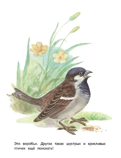 Птицы. Окружающий мир. Раскраска - фото 2