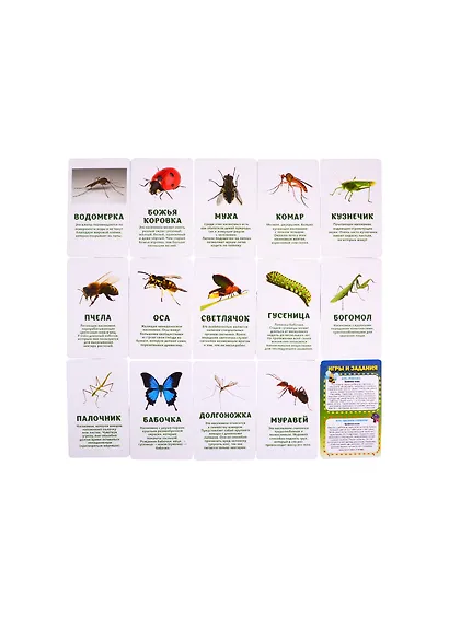 Первый словарь в картинках "Насекомые, моллюски, многоножки, членистоногие" - фото 3