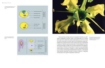 Цветы. Естественная история - фото 4