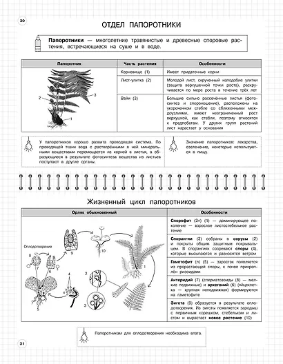 Биология. 5-11 классы. Школьный курс в наглядных таблицах - фото 6