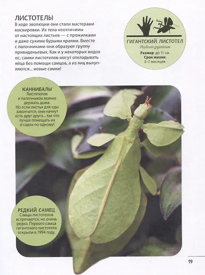 Невероятные насекомые и другие маленькие животные - фото 4