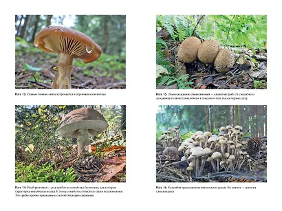 Таинственная жизнь грибов. Удивительные чудеса скрытого от глаз мира - фото 4