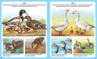 Животные - фото 4