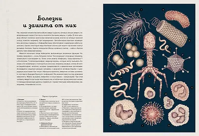 Анатомикум - фото 13