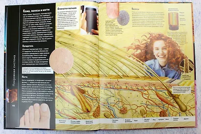 Тело человека. Виртуальная реальность - фото 5