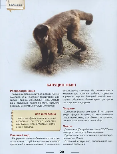 ЭНЦИКЛОПЕДИЯ ДЛЯ ДЕТЕЙ. ОБЕЗЬЯНЫ - фото 6