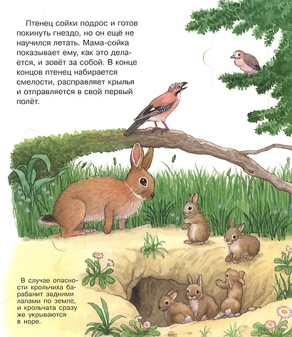 Мамы и малыши (с волшебными окошками) - фото 3