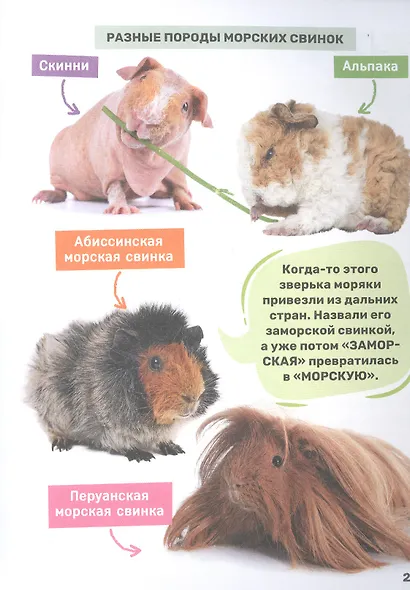 Домашние питомцы - фото 7