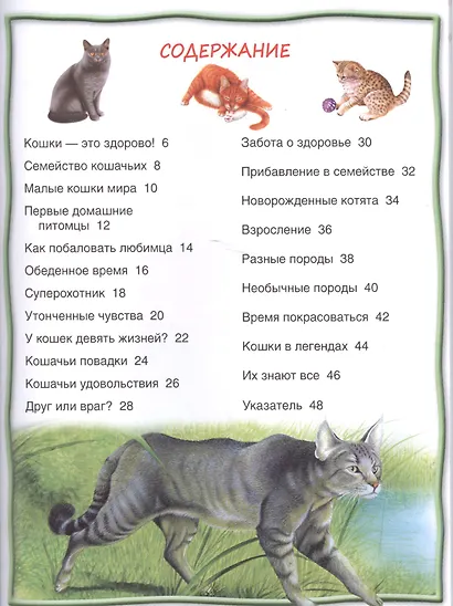 Кошки и котята - фото 2