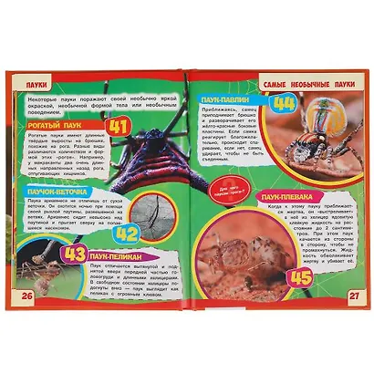 Пауки. 100 фактов - фото 4