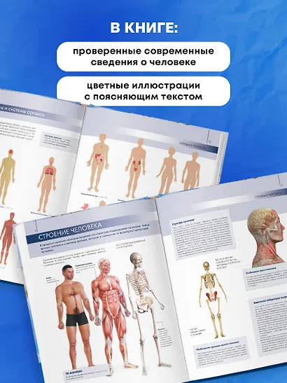 Анатомия человека: большой популярный атлас - фото 6