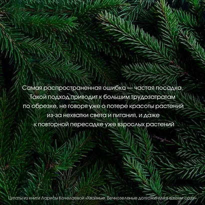 Энциклопедия хвойных растений. Вечнозелёные долгожители в вашем саду - фото 10