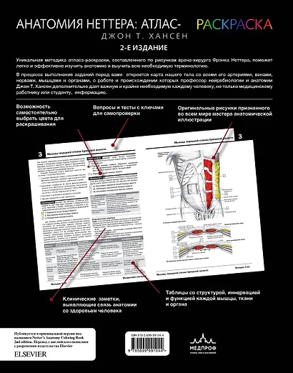 Анатомия Неттера: атлас-раскраска - фото 2