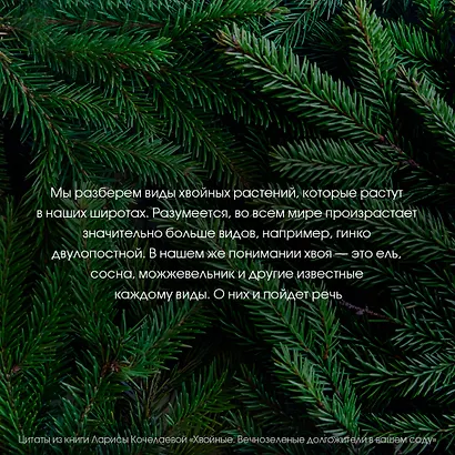 Энциклопедия хвойных растений. Вечнозелёные долгожители в вашем саду - фото 8