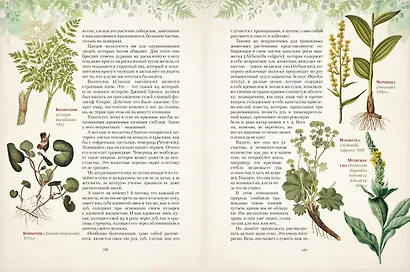 Дары русского леса. Грибы, ягоды и целительные растения - фото 10