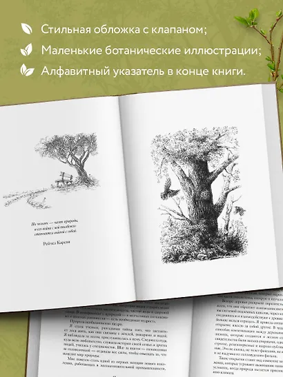 Мудрость леса. В поисках материнского древа и таинственной связи всего живого - фото 7
