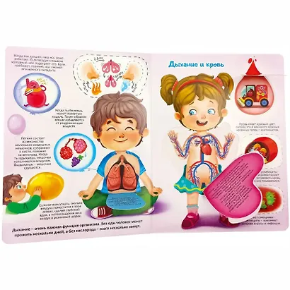 Моя первая анатомия. Книжка с окошками - фото 2