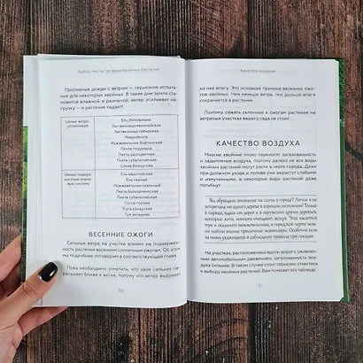 Энциклопедия хвойных растений. Вечнозелёные долгожители в вашем саду - фото 14