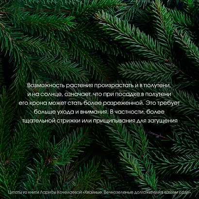 Энциклопедия хвойных растений. Вечнозелёные долгожители в вашем саду - фото 11