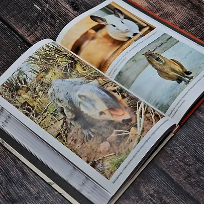 Причуды эволюции - фото 11