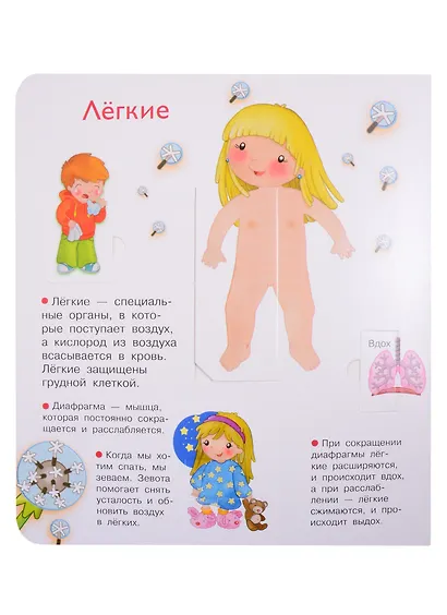 Что? Почему? Зачем? Наше тело. 36 волшебных окошек - фото 4