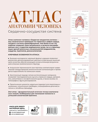 Атлас анатомии человека. Сердечно-сосудистая система - фото 2