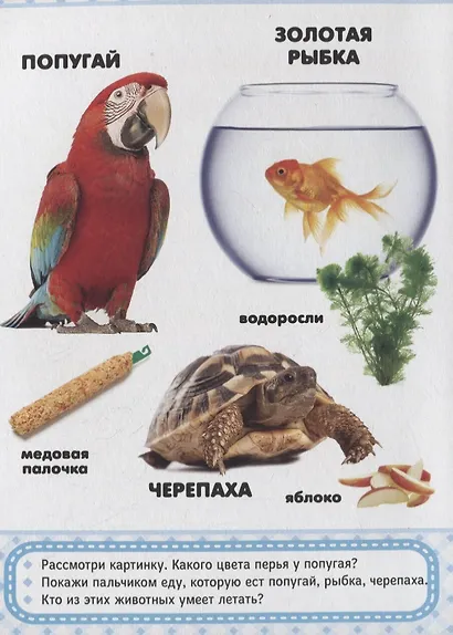 Домашние любимцы - фото 4