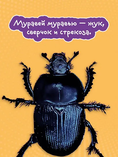 Жизнь насекомых - фото 8