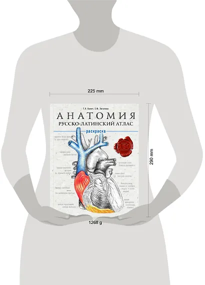 Анатомия: русско-латинский атлас-раскраска - фото 4
