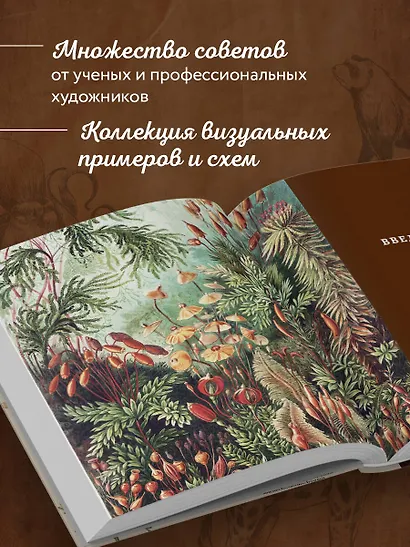Профессия — Научный иллюстратор. Руководство по иллюстрации в биологии, археологии и палеоарте - фото 5
