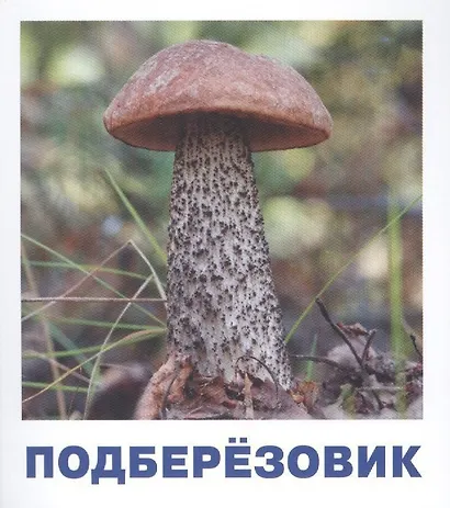 Грибы наших лесов. Карточки для детей с подсказками для взрослых - фото 3