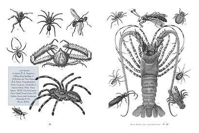 Анималистика. Образы & фантазии - фото 5
