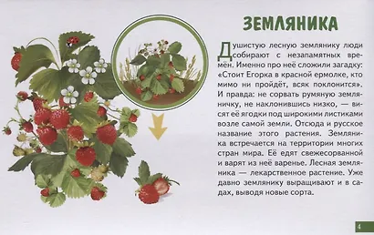 Лесные ягоды. Обучающие карточки - фото 5