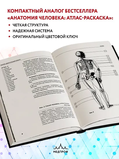 Анатомия человека: компактный атлас-раскраска - фото 5